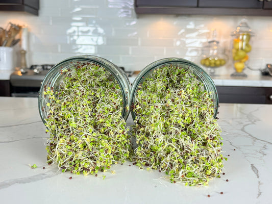 Why You Should Start Growing Your Own Broccoli Sprouts Today!